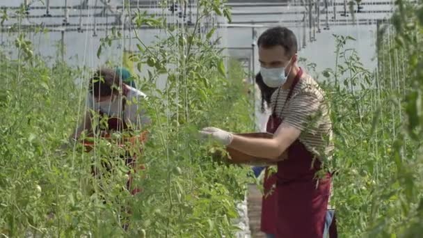Domates hasadı sırasında maskeli sera işçileri — Stok video