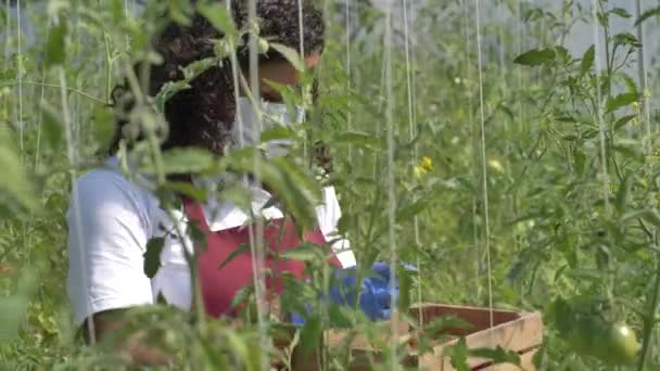Travailleuse masquée cueillette de tomates dans une serre chaude — Video