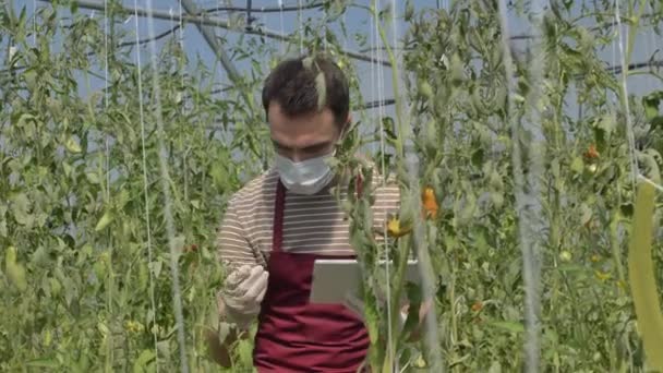 Maskierter Bauer arbeitet im Gewächshaus mit Tomaten — Stockvideo
