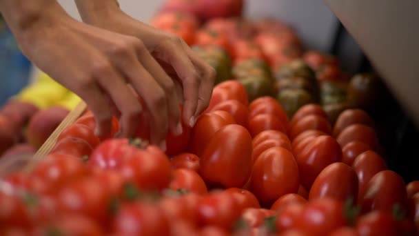 Сотрудники женского магазина на ферме кладут помидоры на полку — стоковое видео