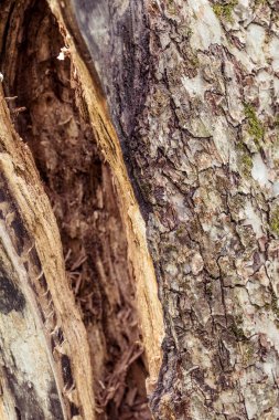 Ağaç kabuğu dokusu