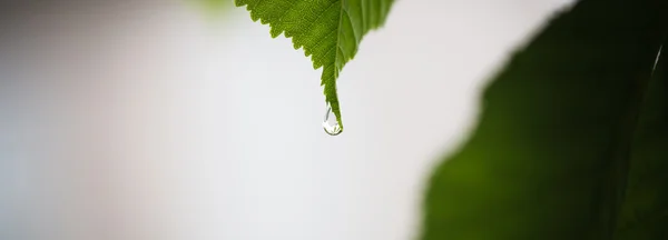 Gotitas en hoja verde, macrobrote — Foto de Stock