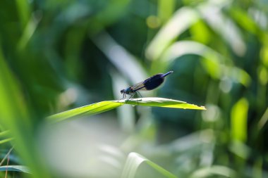 bir yaprak yeşil portre üzerinde büyük güzel yusufçuk