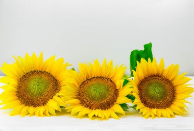 Beyaz bir arka plan üzerinde izole genç güzel ayçiçeği