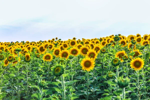 Campo molto bello di girasoli — Foto Stock