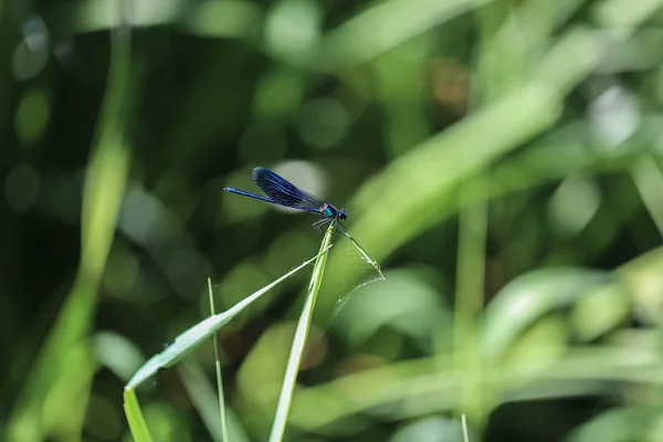 Dragonfly sitter på ett löv isolerade. — Stockfoto