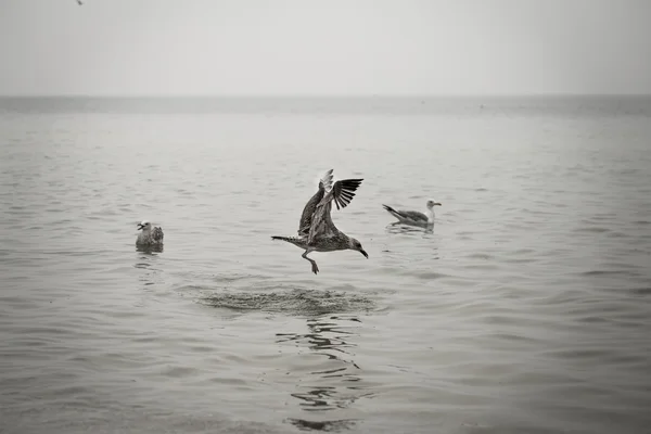 Beaux oiseaux mouettes mangent dans la mer — Photo