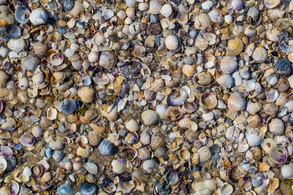 Playa con una gran cantidad de conchas diferentes, hermoso fondo — Foto de Stock