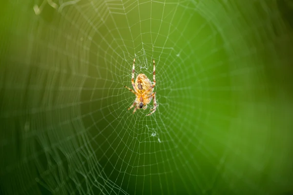 The web is a big beautiful spider on green background — Stock Photo, Image