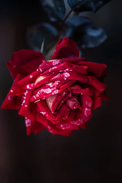 Die Rote Rose Ist Einem Frühen Frostigen Morgen Mit Frost — Stockfoto