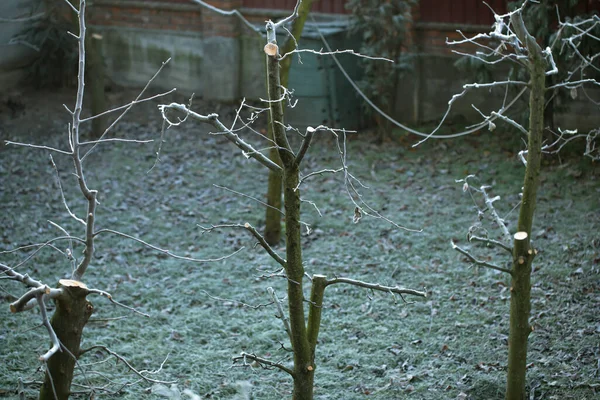 Zweige Die Mit Frost Bedeckt Sind Frostige Pflanzen Frühen Morgen — Stockfoto