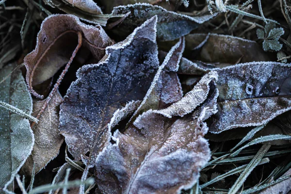 Χόρτο Και Φύλλα Πάγωσαν Πρωινό Παγετό Υπό Φως Του Ανατέλλοντος — Φωτογραφία Αρχείου