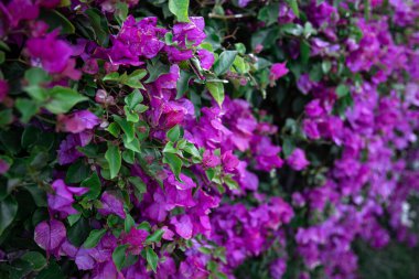 Leylak yapraklı, farklı bir çalıya yakın çekim. Mısır 'ın egzotik bitkileri.