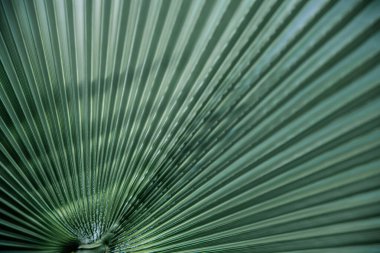 Yeşil yaprak dokularını, düz çizgileri kapatın. Yeşil palmiye yaprağı arkaplan, tam çerçeve çekim.