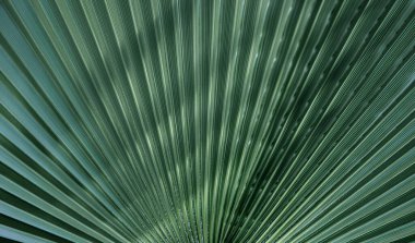 Yeşil yaprak dokularını, düz çizgileri kapatın. Yeşil palmiye yaprağı arkaplan, tam çerçeve çekim.