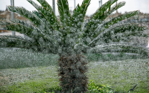 The grass irrigation water system sprinkles water strongly in the palm garden. The concept of gardening in hot climates.
