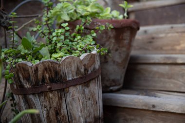 Ahşap basamaklarda bitkiler olan eski ahşap kapları kapatın. Atmosferik bağbozumu bahçe dekoru.