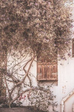 Ahşap kapılı bir evin ön cephesi boyunca eski, kuru bir çiçek ağacı örüyor..