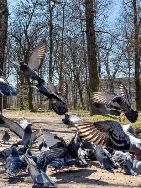 Güneşli Bir Günde Parka Uçan Güvercinler Yaklaşıyor — Stok fotoğraf