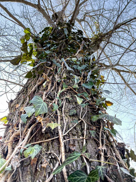 Zblízka Lezení Břečťanu Starém Stromě Parku — Stock fotografie