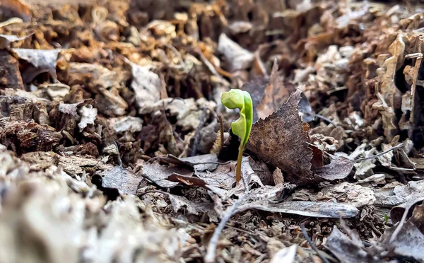 Pequeña Planta Que Brota Primavera Entre Follaje Viejo Bosque — Foto de Stock