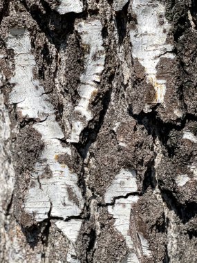 Ormandaki huş ağacının doğal kabuğu. Yaklaş..