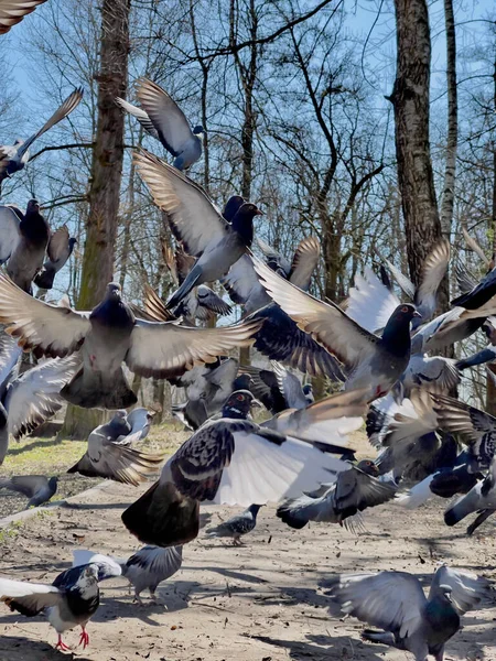 Doves flying up in the park on a sunny day close up.