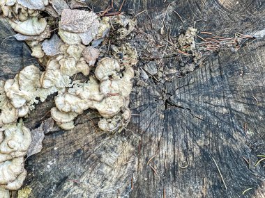 Çürük mantarlarla kaplı bir orman kütüğünü kapatın..