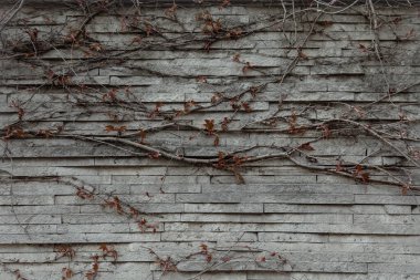 Sarmaşıkla kaplı eski gotik bir duvara yakın plan..