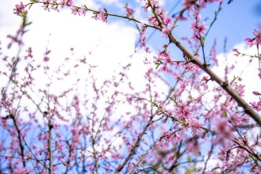 Bulanık bir gökyüzü arka planında, bir bahar ağacının açan dalları, alt görünüm.