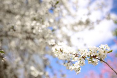 Bulanık bir arkaplanda açan bir baharın çiçeklerine yakın çekim.