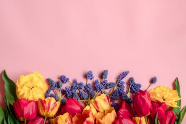 Yüzeye yayılmış Muscari çiçekleri ve laleleri ile yaratıcı bahar kompozisyonu.