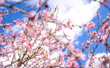 Bulanık bir gökyüzü arka planında, bir bahar ağacının açan dalları, alt görünüm.
