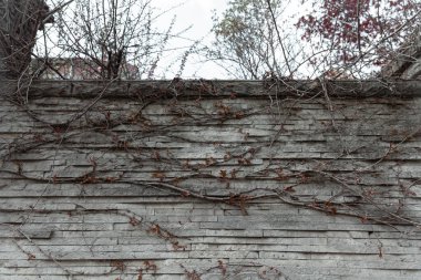 Sarmaşıkla kaplı eski gotik bir duvara yakın plan..