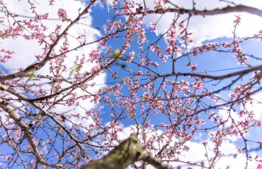 Bulanık bir gökyüzü arka planında, bir bahar ağacının açan dalları, alt görünüm.