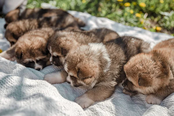 Cachorros Bonitos Jazem Cobertor Entre Grama — Fotografia de Stock