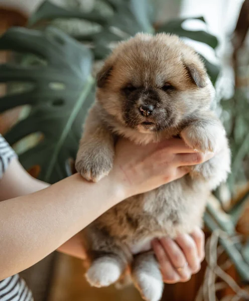 Girl Holding Small Fluffy Newborn Puppy Her Arms — Stock Photo, Image