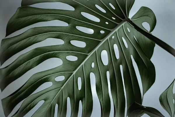 Texturierte Blätter Einer Monstera Pflanze Nahaufnahme — Stockfoto