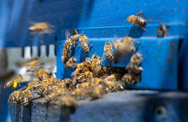 Close Bee Swarm Wooden Hive Apiary — Stock Photo, Image