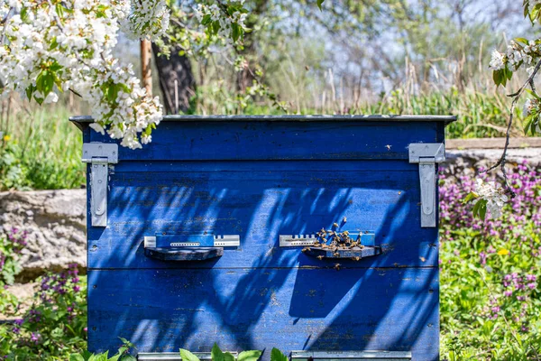 Grote Houten Korf Met Bijen Bijenstal Het Voorjaar — Stockfoto