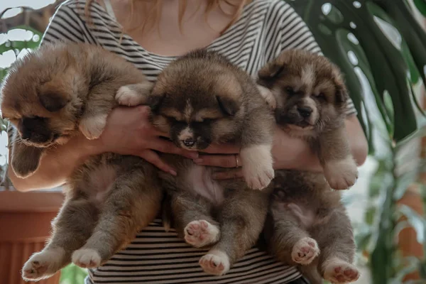 Owner Holds Three Little Fluffy Puppies Her Arms Royalty Free Stock Images