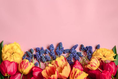 Yüzeye yayılmış Muscari çiçekleri ve laleleri ile yaratıcı bahar kompozisyonu.