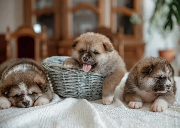 Funny Newborn Puppies Sleep Basket Blanket — Stock Photo, Image