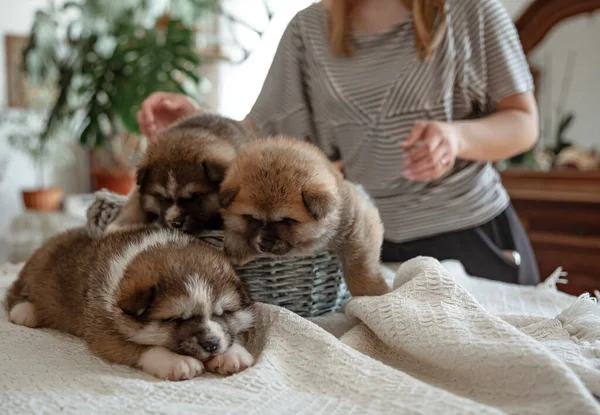 Chiots Gonflés Drôles Près Panier Confortable Sous Supervision Propriétaire — Photo