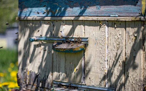 Close Van Een Oude Houten Bijenkorf Met Bijen — Stockfoto