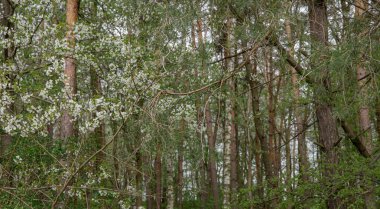 Ormandaki ağaçlara ve çam ağaçlarına yakın çekim.