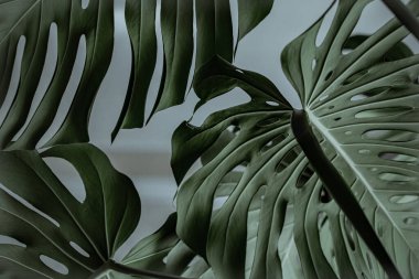 Canavar bitkisinin desenli yaprakları..