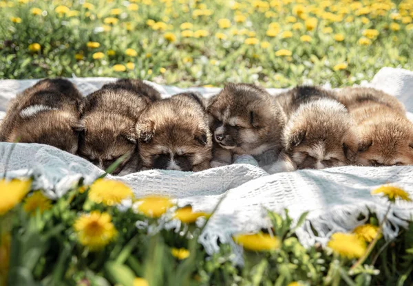 Cute Little Dogs Lie Blanket Dandelions — Stock Photo, Image