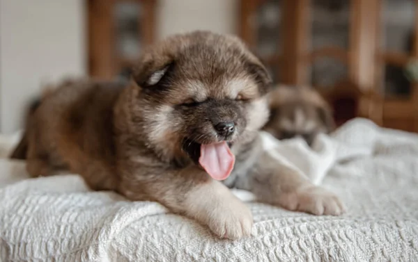 彼の舌で毛布の上に横たわる小さな子犬のクローズアップ — ストック写真