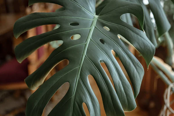 Primer Plano Hoja Monstera Natural Sobre Fondo Borroso — Foto de Stock